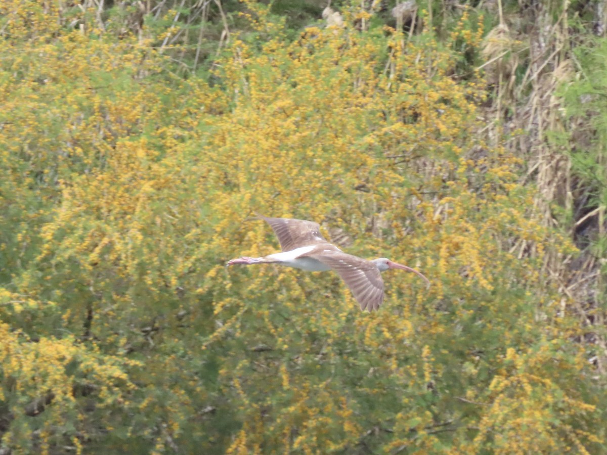 White Ibis - ML615999974