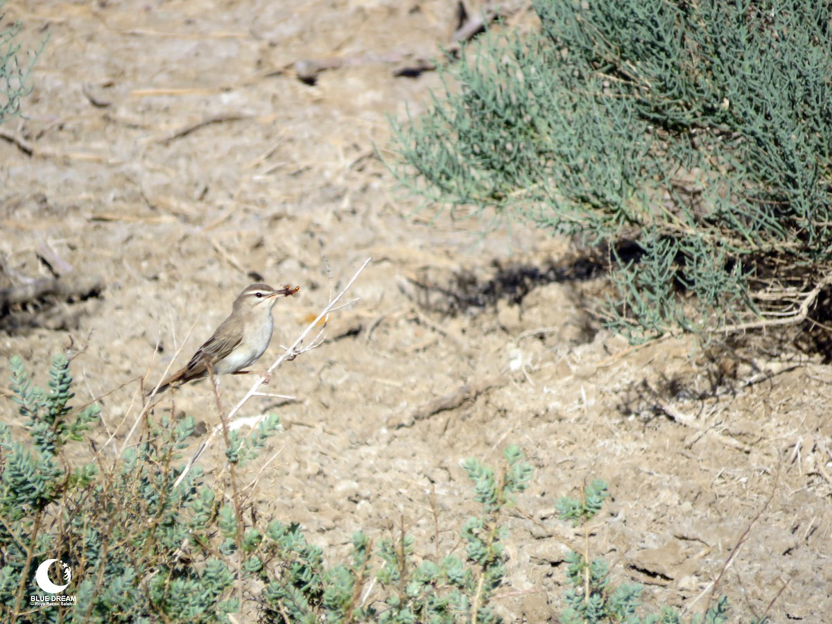 Rufous-tailed Scrub-Robin (Rufous-tailed) - Roya Rezaei Saleh