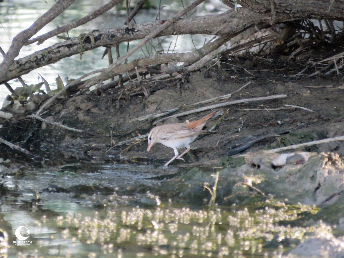 Rufous-tailed Scrub-Robin (Rufous-tailed) - ML616000052