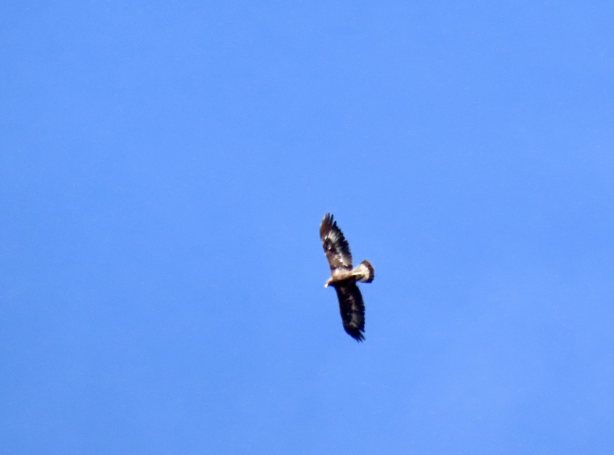 Águila Real - ML616000092