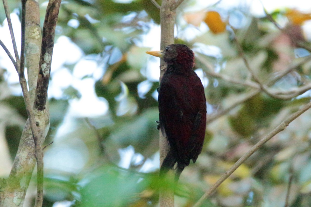 Maroon Woodpecker - ML61600011