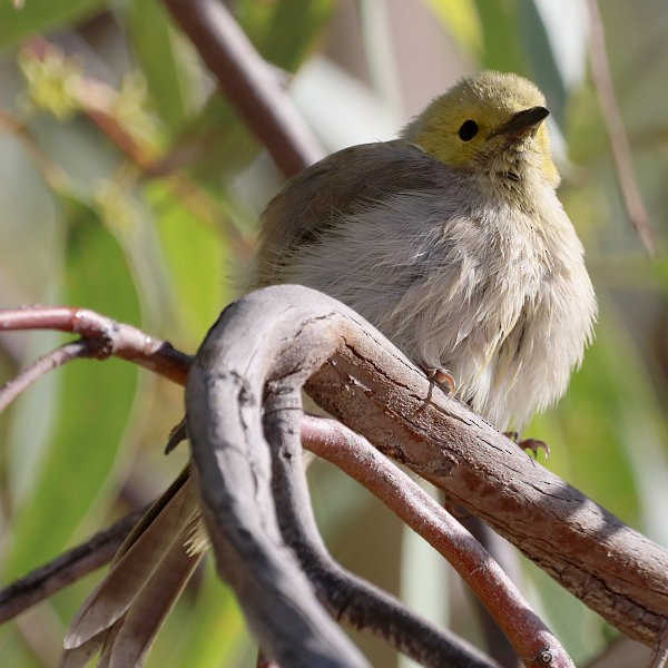 White-plumed Honeyeater - ML616000112