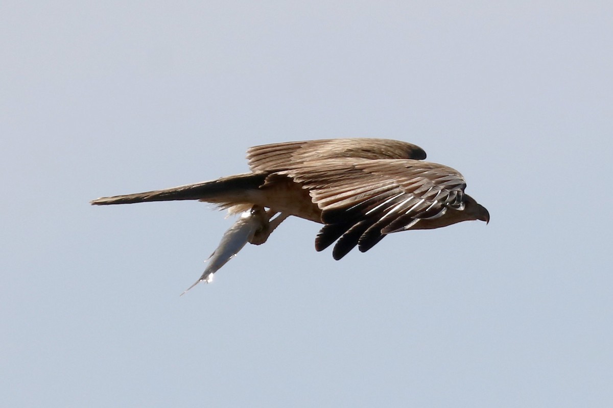 Whistling Kite - ML616000138