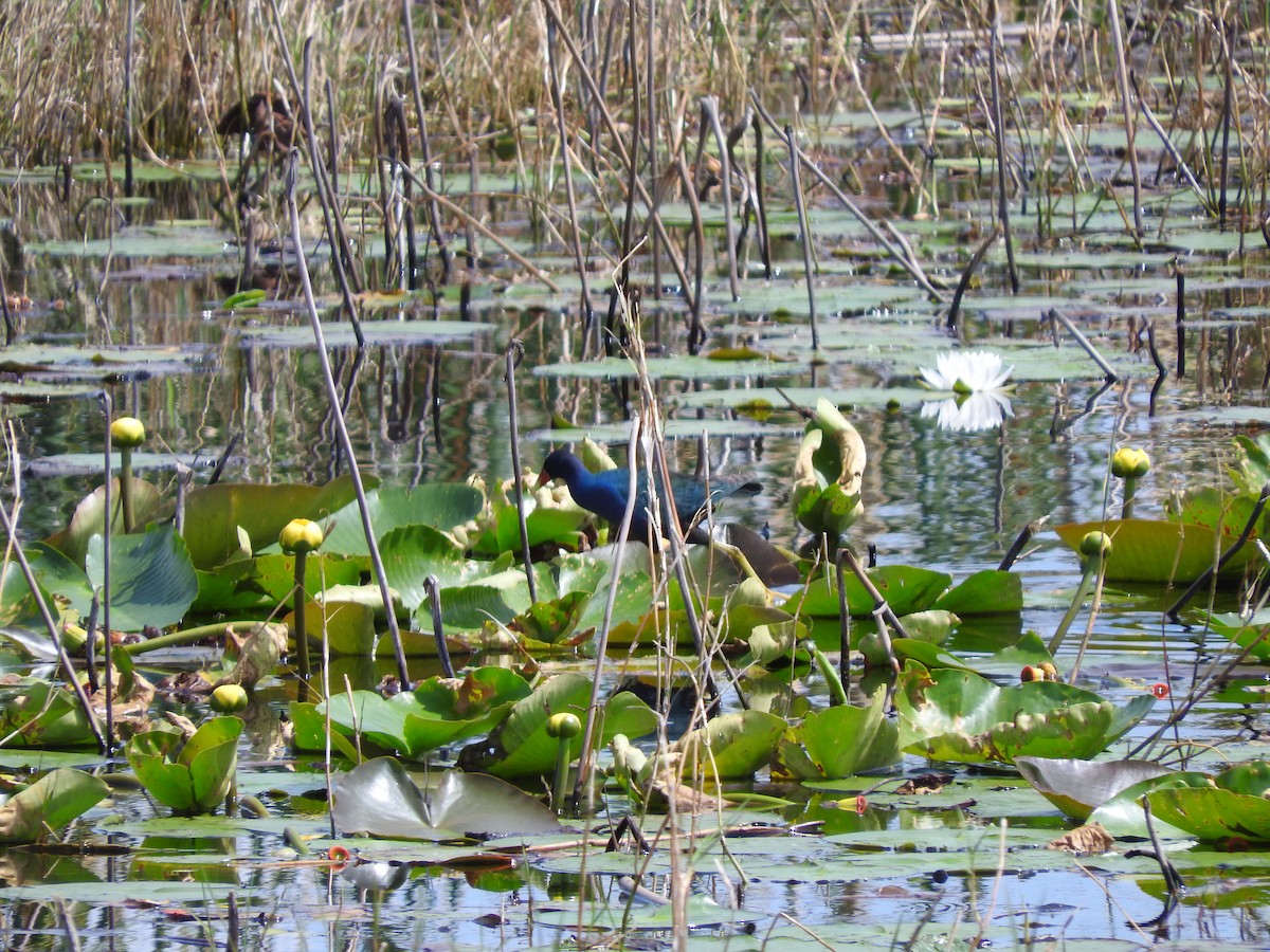 Purple Gallinule - ML616000166