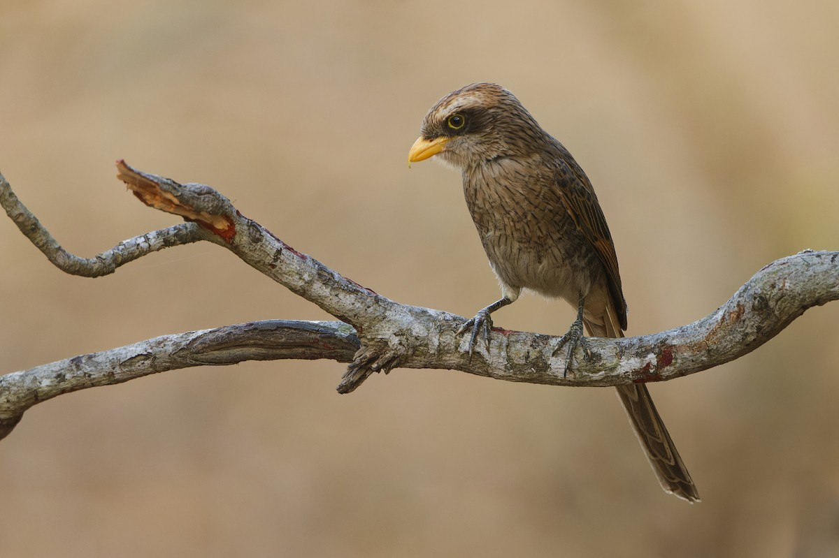 Yellow-billed Shrike - ML616000184
