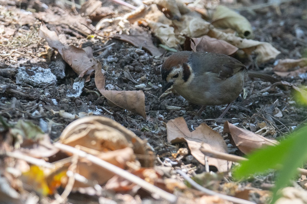 White-faced Ground-Sparrow - ML616000324