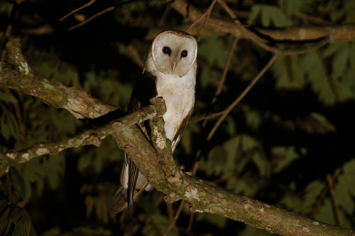 Barn Owl - ML616000352