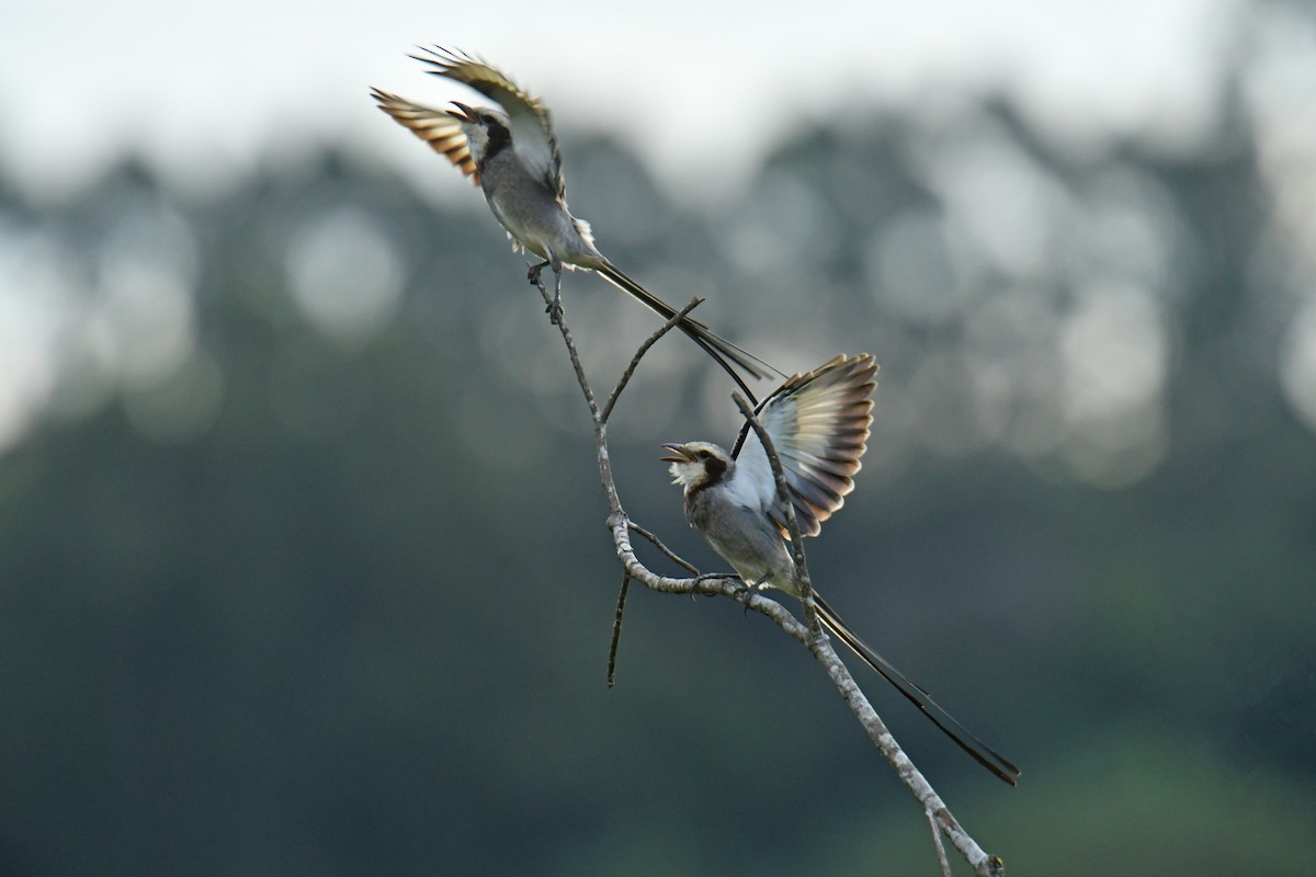 Streamer-tailed Tyrant - Antoine Rabussier