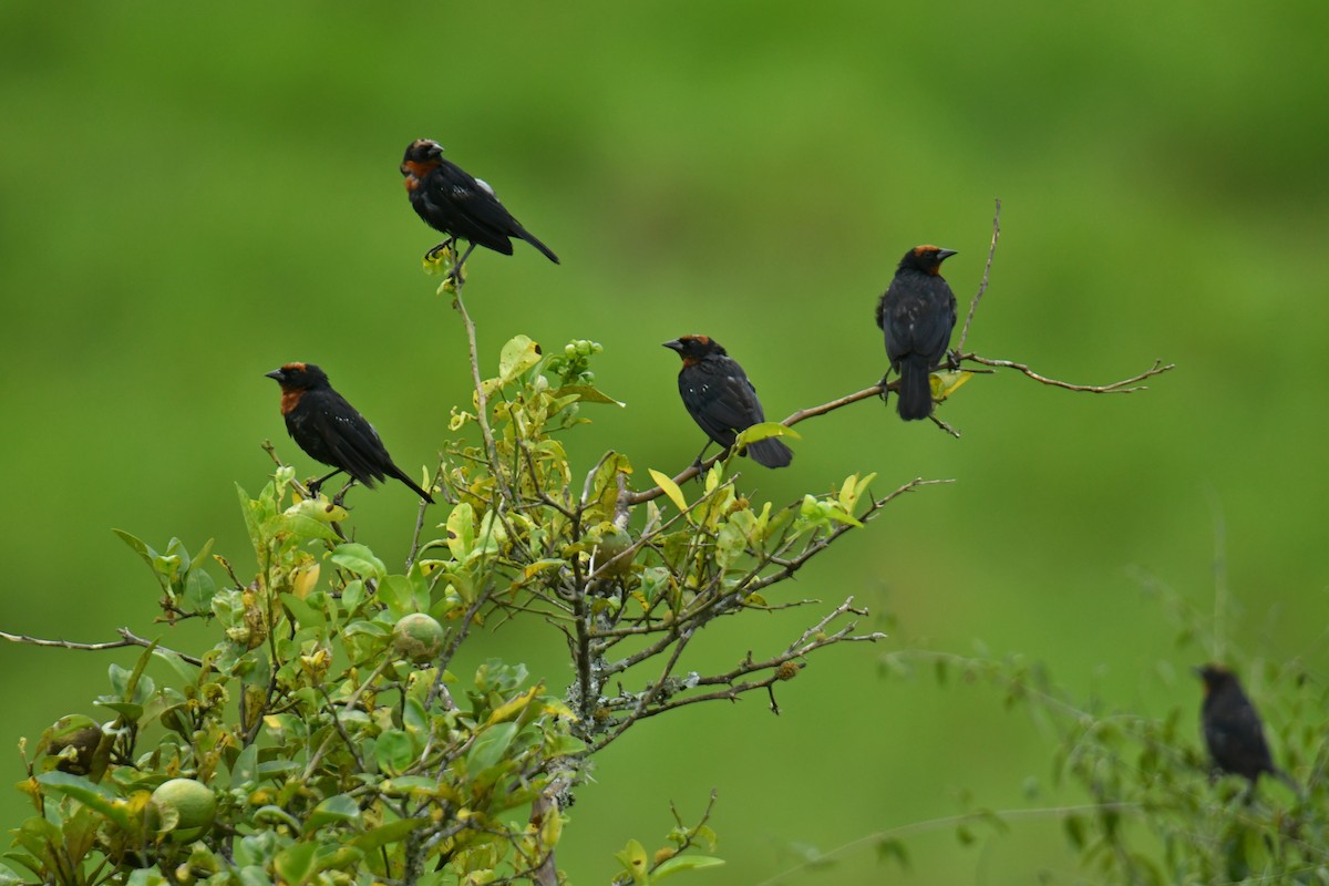 Chestnut-capped Blackbird - ML616000404