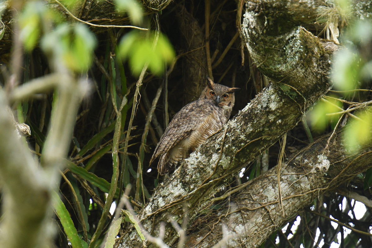 Great Horned Owl - Antoine Rabussier