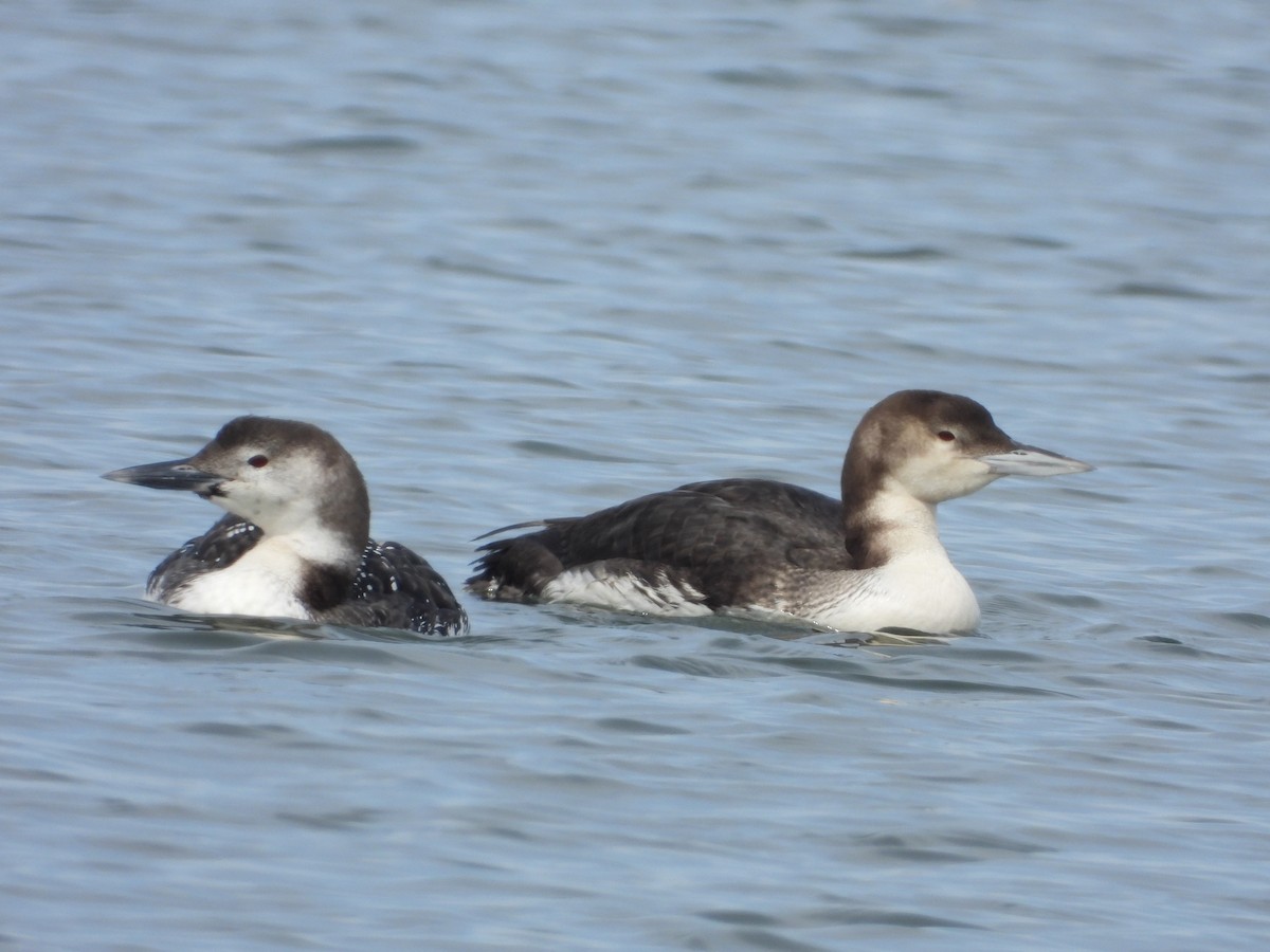 Common Loon - ML616000434