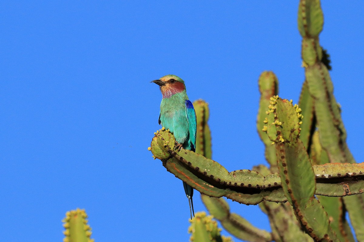 Lilac-breasted Roller - ML616000450