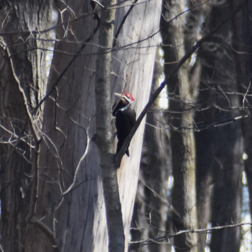 Pileated Woodpecker - ML616000475
