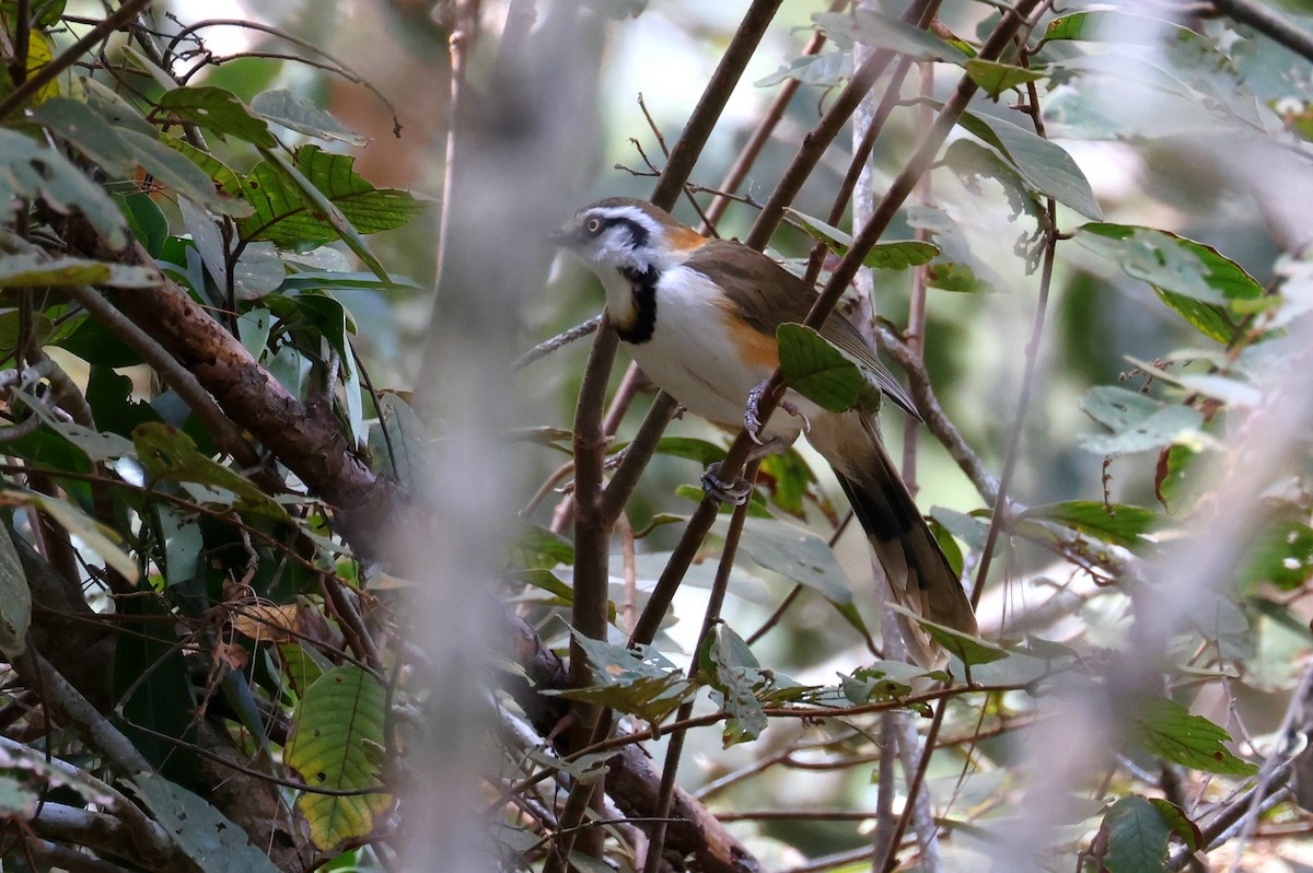 Lesser Necklaced Laughingthrush - ML616000514