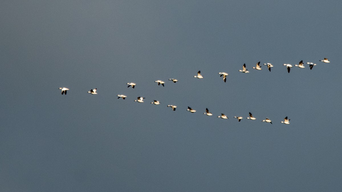 Snow Goose - Nick Balachanoff