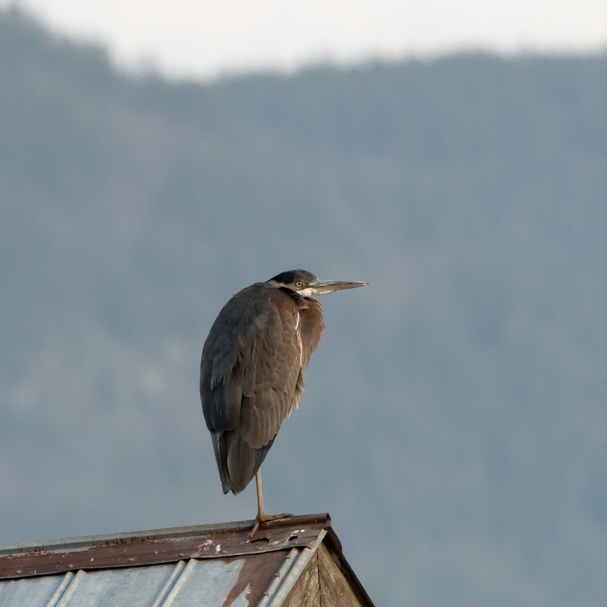 Great Blue Heron - ML616000530