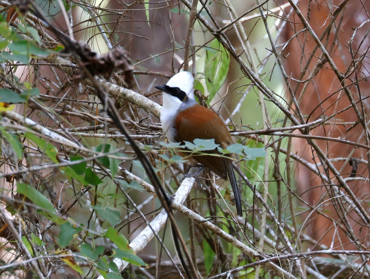 White-crested Laughingthrush - John Sandve