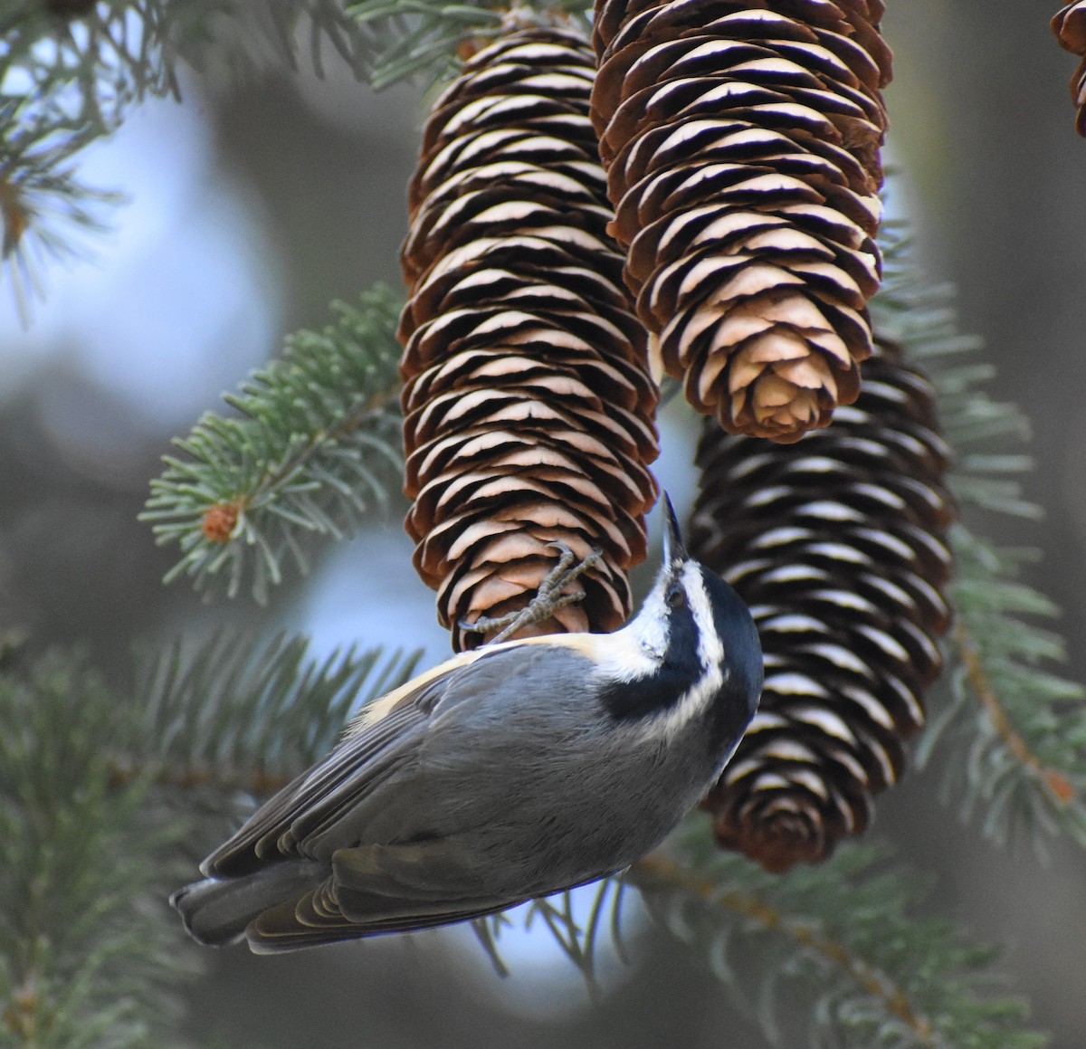 Red-breasted Nuthatch - ML616000537