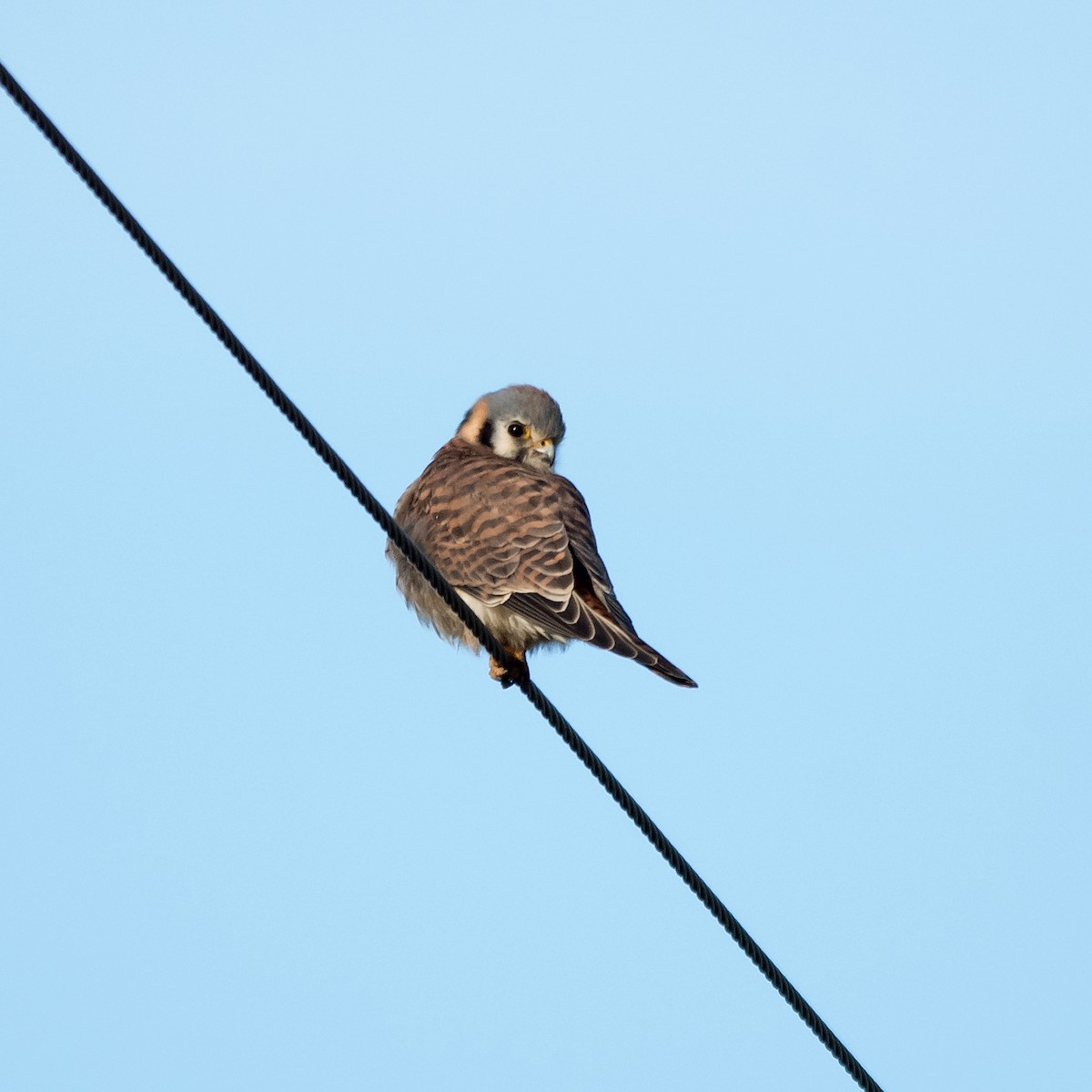 American Kestrel - ML616000541