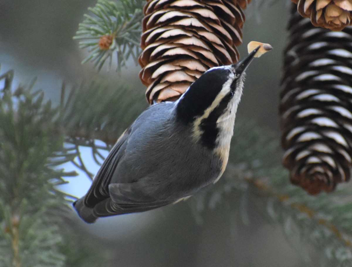 Red-breasted Nuthatch - ML616000544