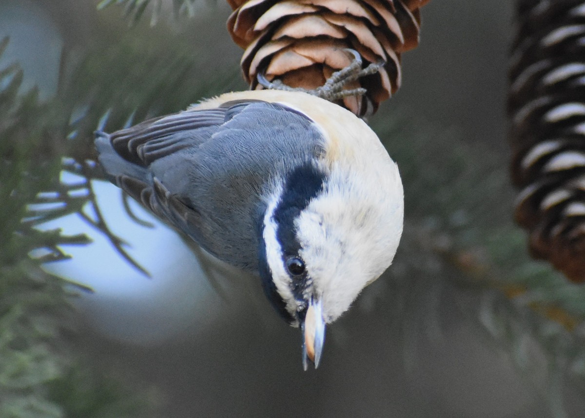 Red-breasted Nuthatch - Luis Munoz
