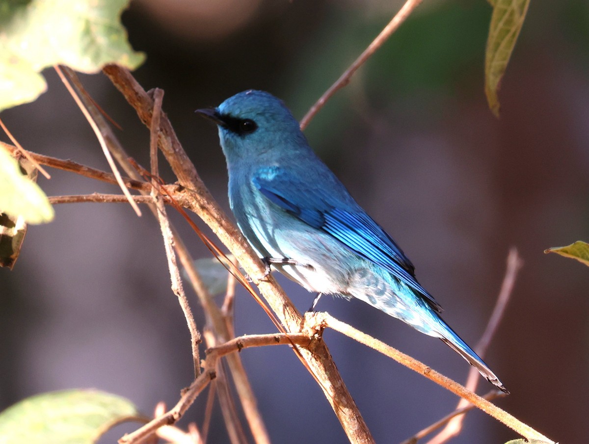 Verditer Flycatcher - ML616000569