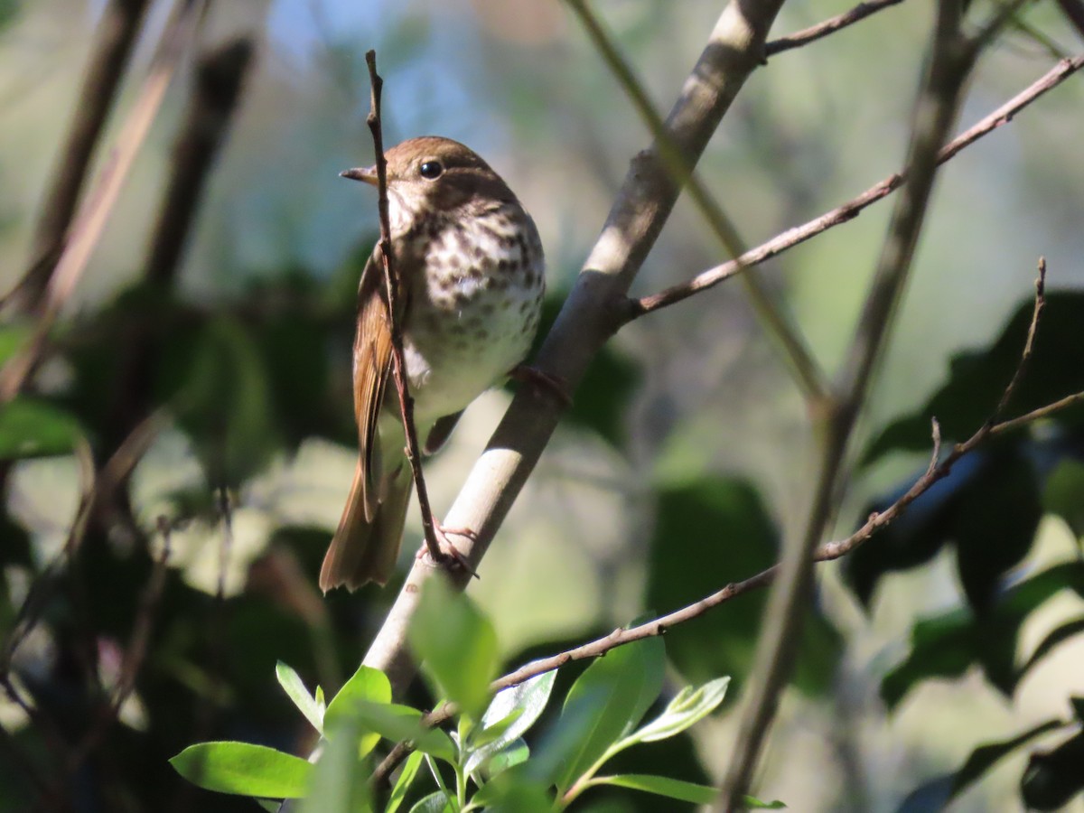 Hermit Thrush - ML616000590