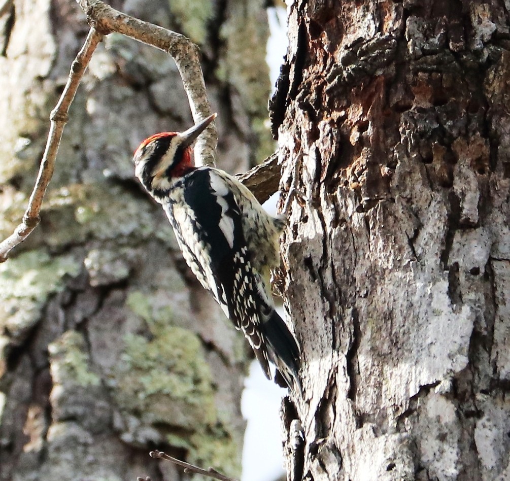 Yellow-bellied Sapsucker - ML616000591