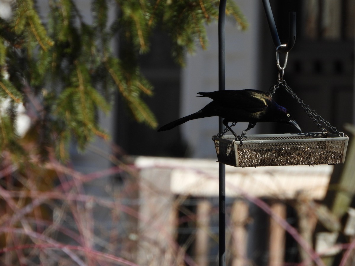 Common Grackle - ML616000627