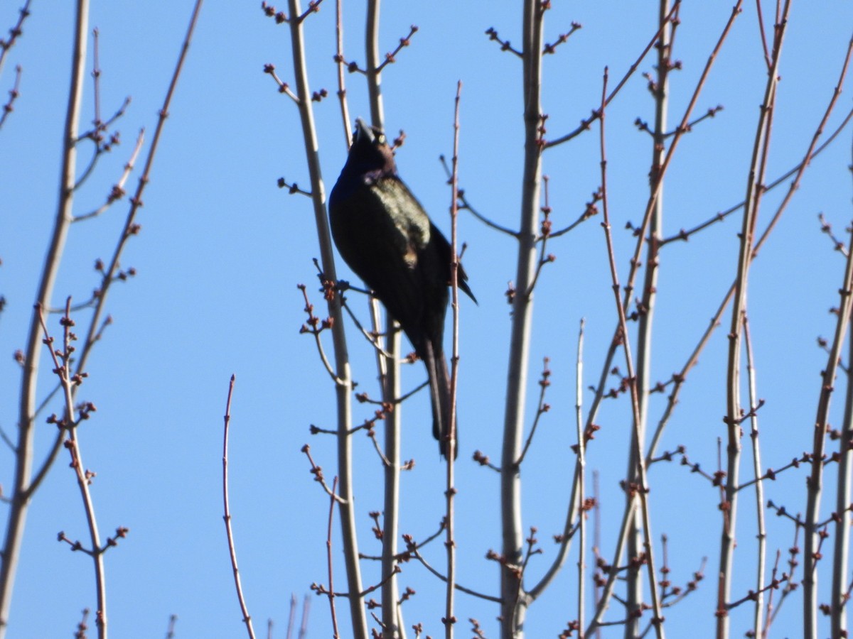 Common Grackle - ML616000628