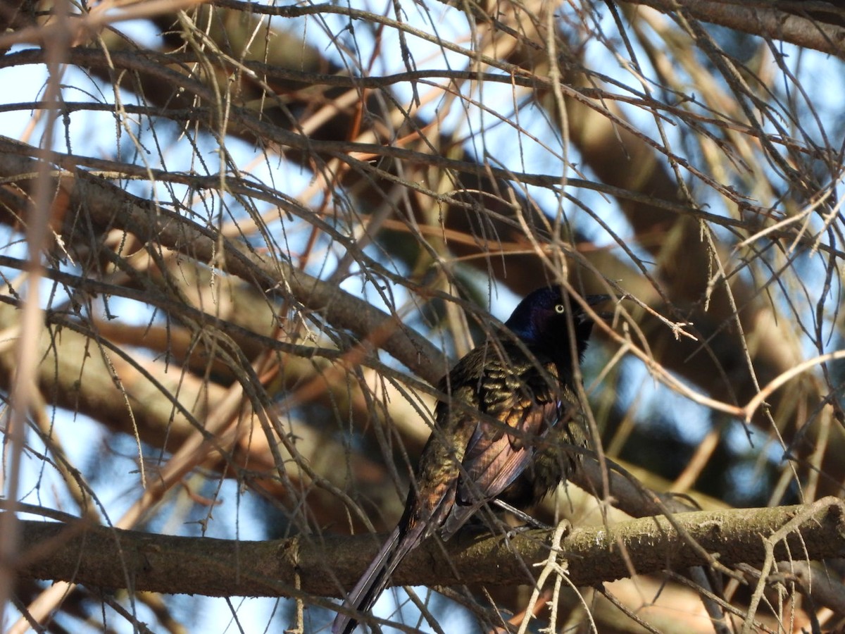 Common Grackle - ML616000631