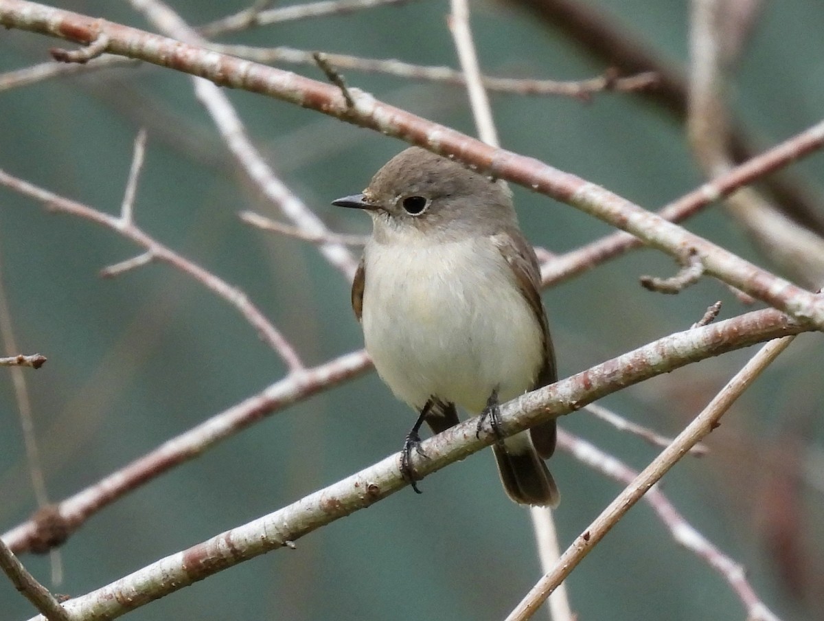 Taiga Flycatcher - ML616000641