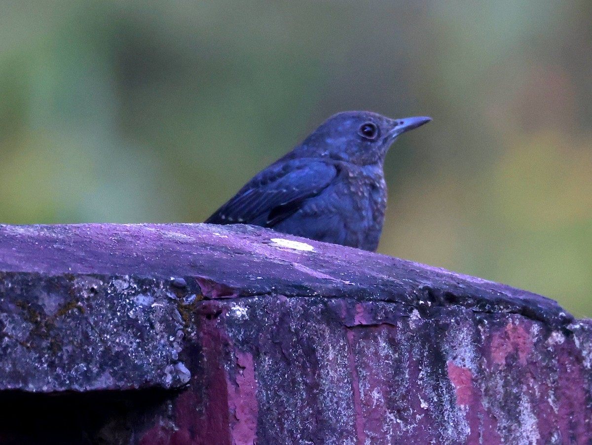 Blue Rock-Thrush - ML616000655