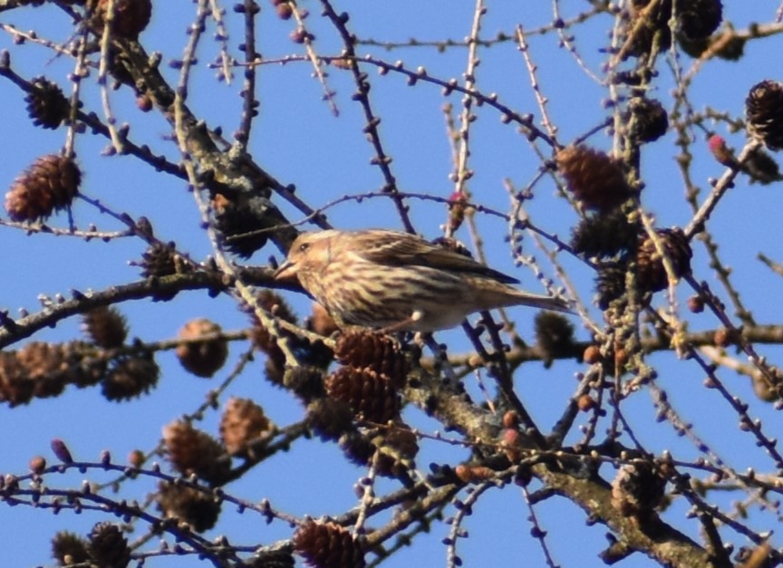 Purple Finch - ML616000660