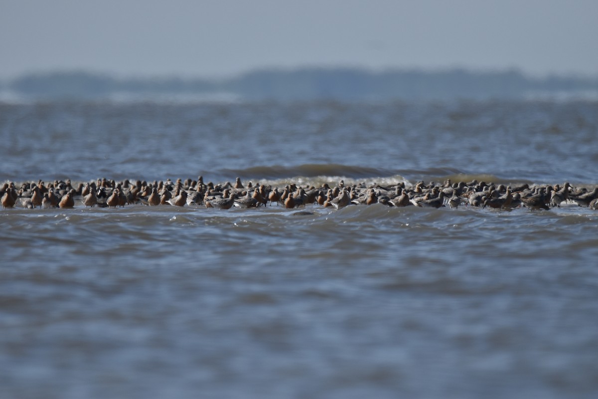 Red Knot - Rhiannon Thunell