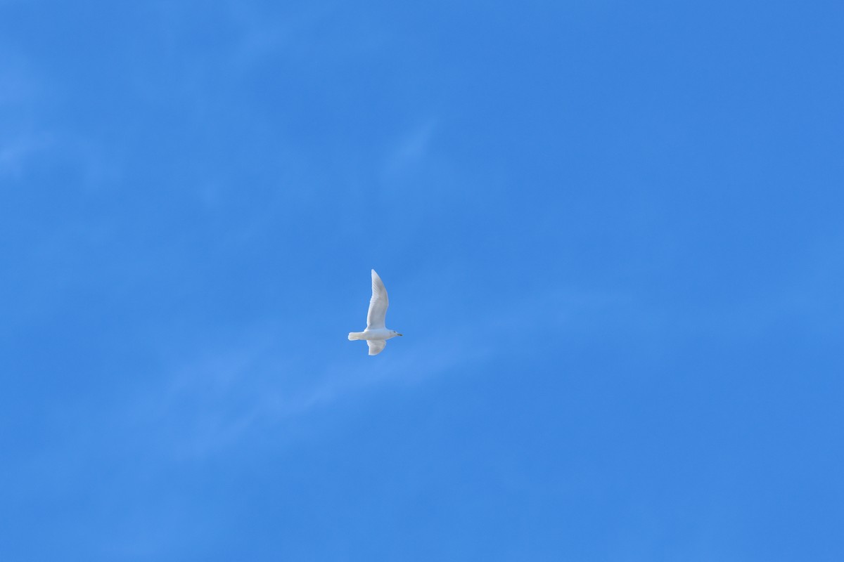 Iceland Gull - ML616000665