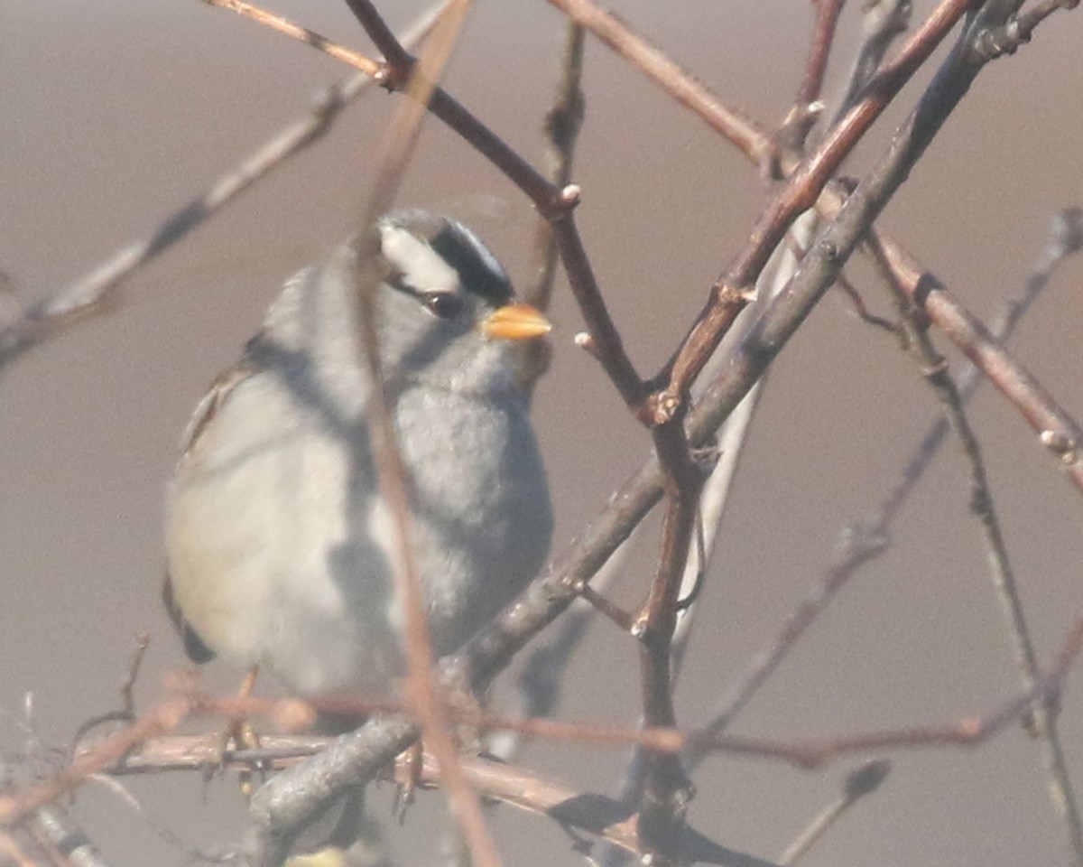 White-crowned Sparrow (Gambel's) - ML616000681