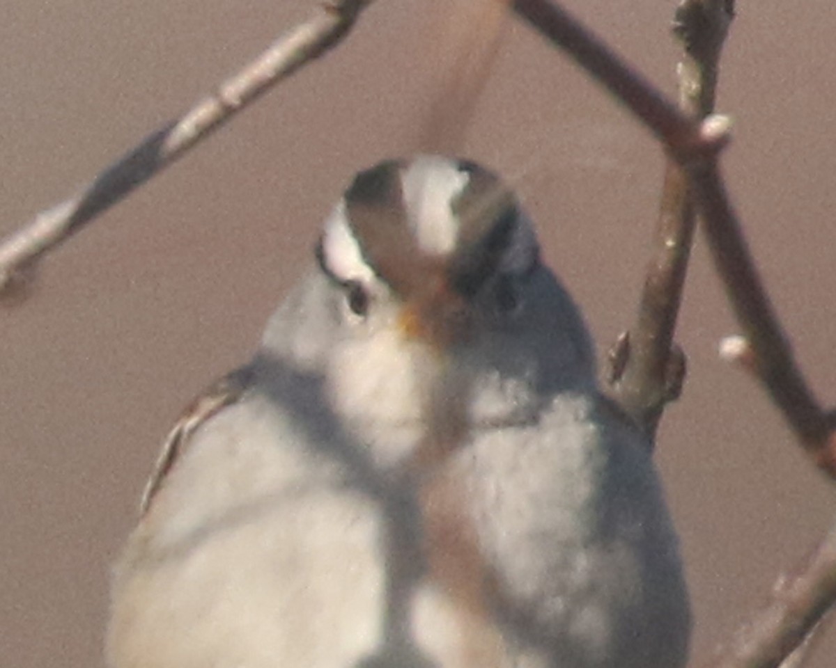 White-crowned Sparrow (Gambel's) - ML616000688