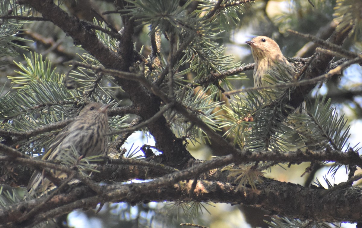 Pine Siskin - ML616000696