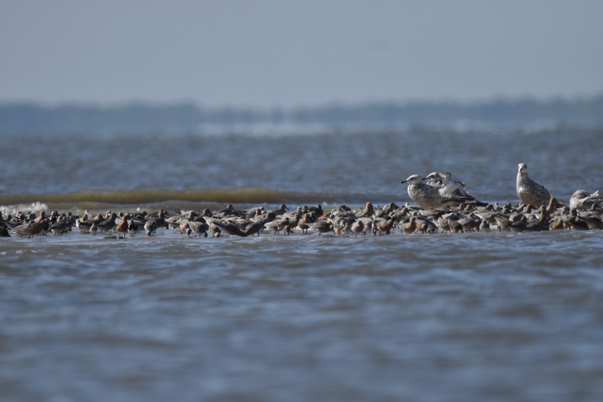 Red Knot - Rhiannon Thunell