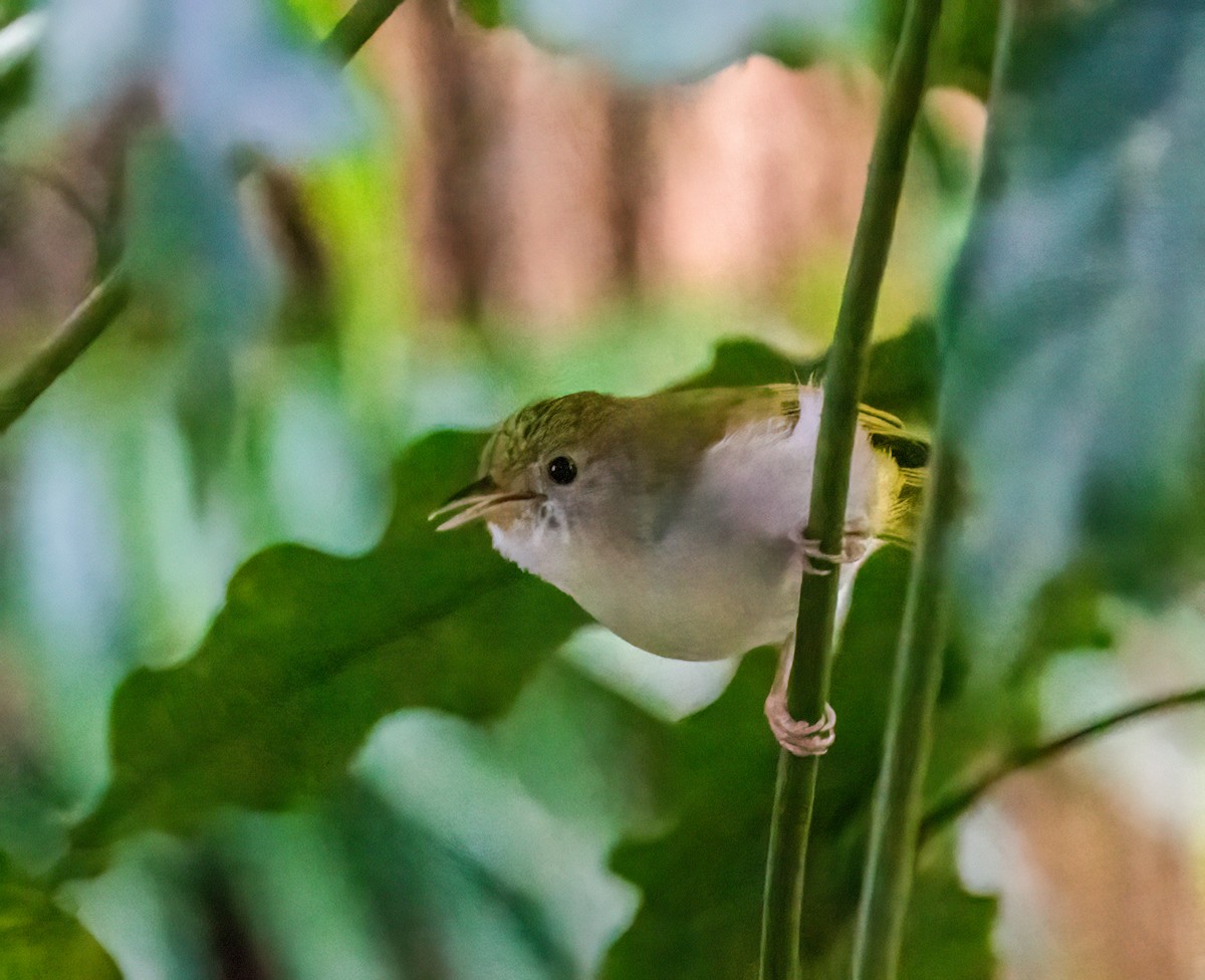 White-bellied Erpornis - Michael & Ellen LAM