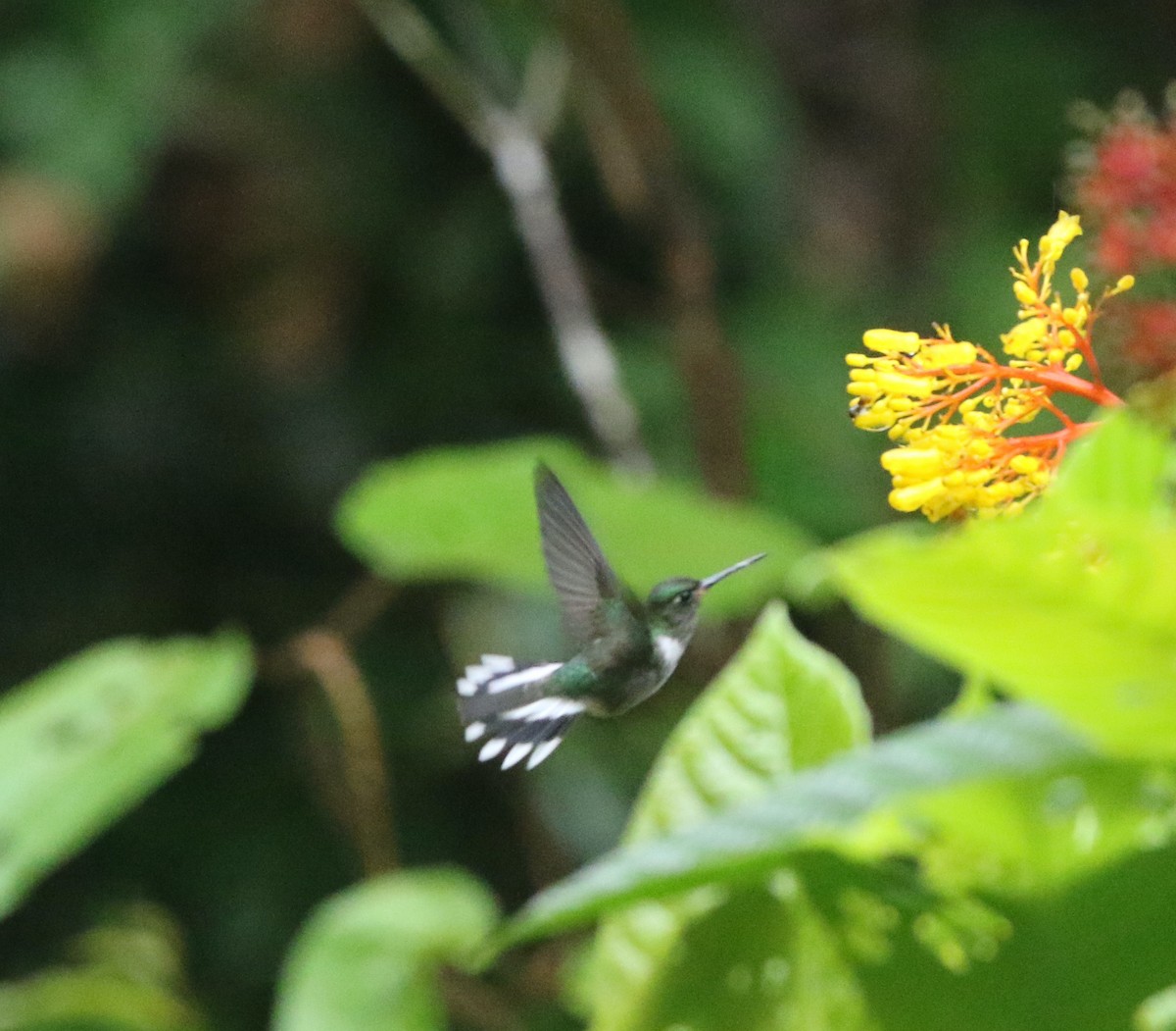 kolibřík ekvádorský - ML616000766