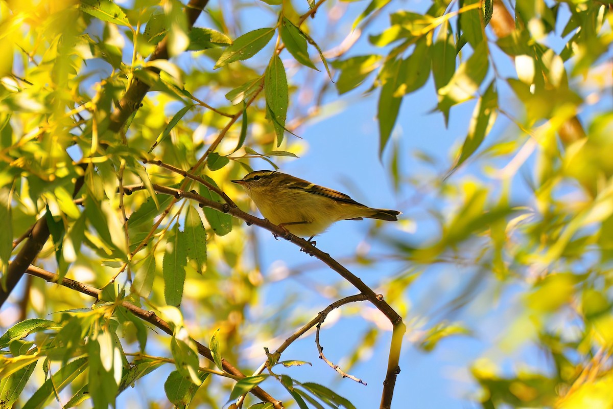 Yellow-browed Warbler - Martin Suanjak