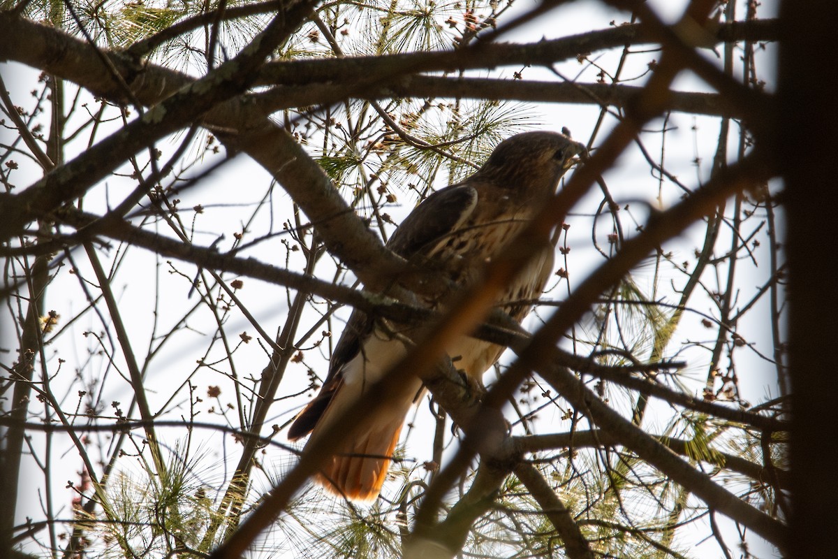 Red-tailed Hawk - ML616000972