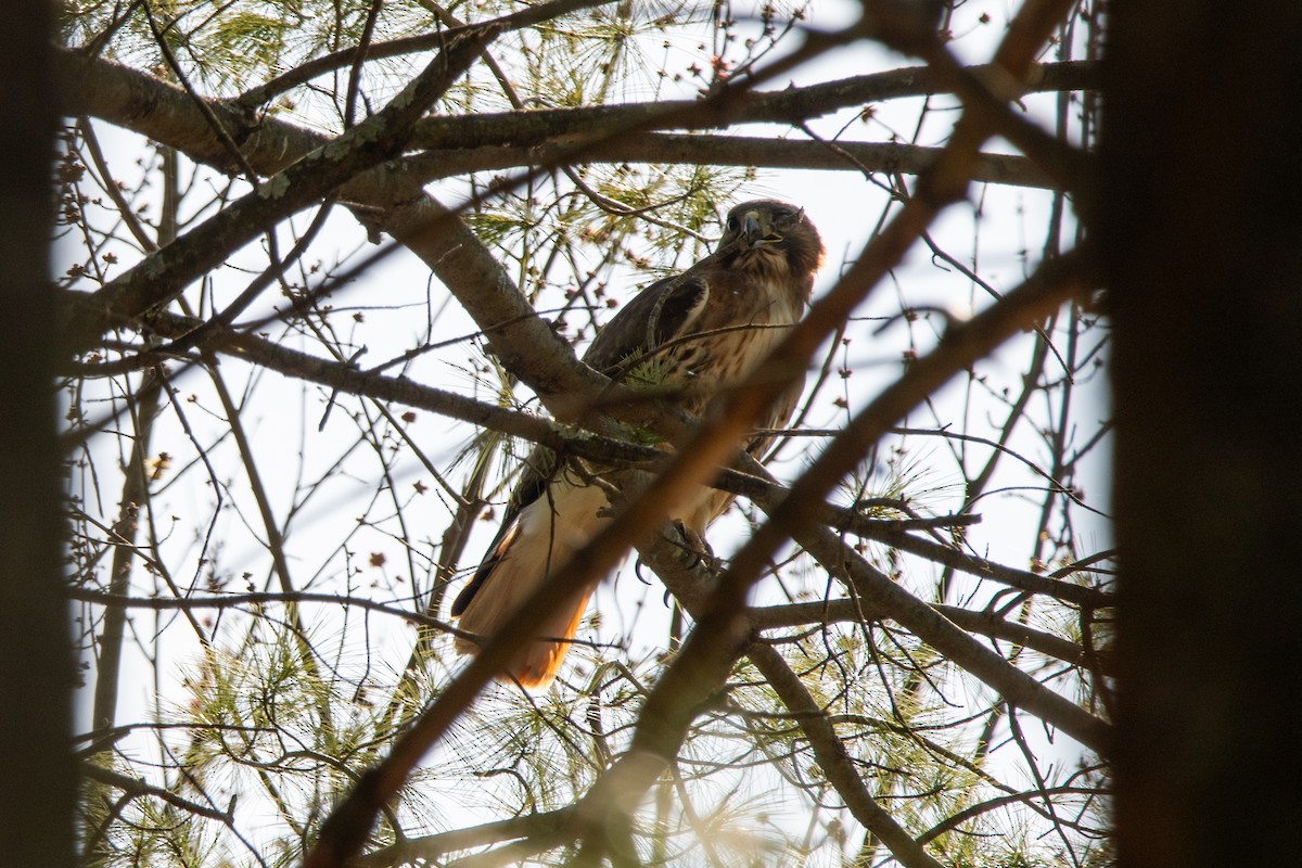 Red-tailed Hawk - ML616000973