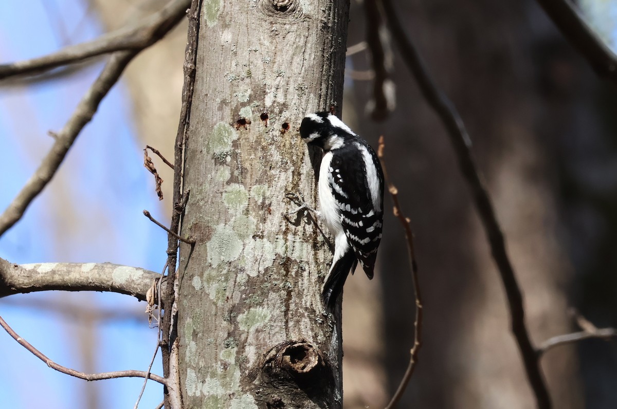 Downy Woodpecker - ML616001068