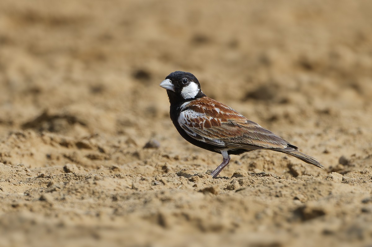 Chestnut-backed Sparrow-Lark - Paul Maury