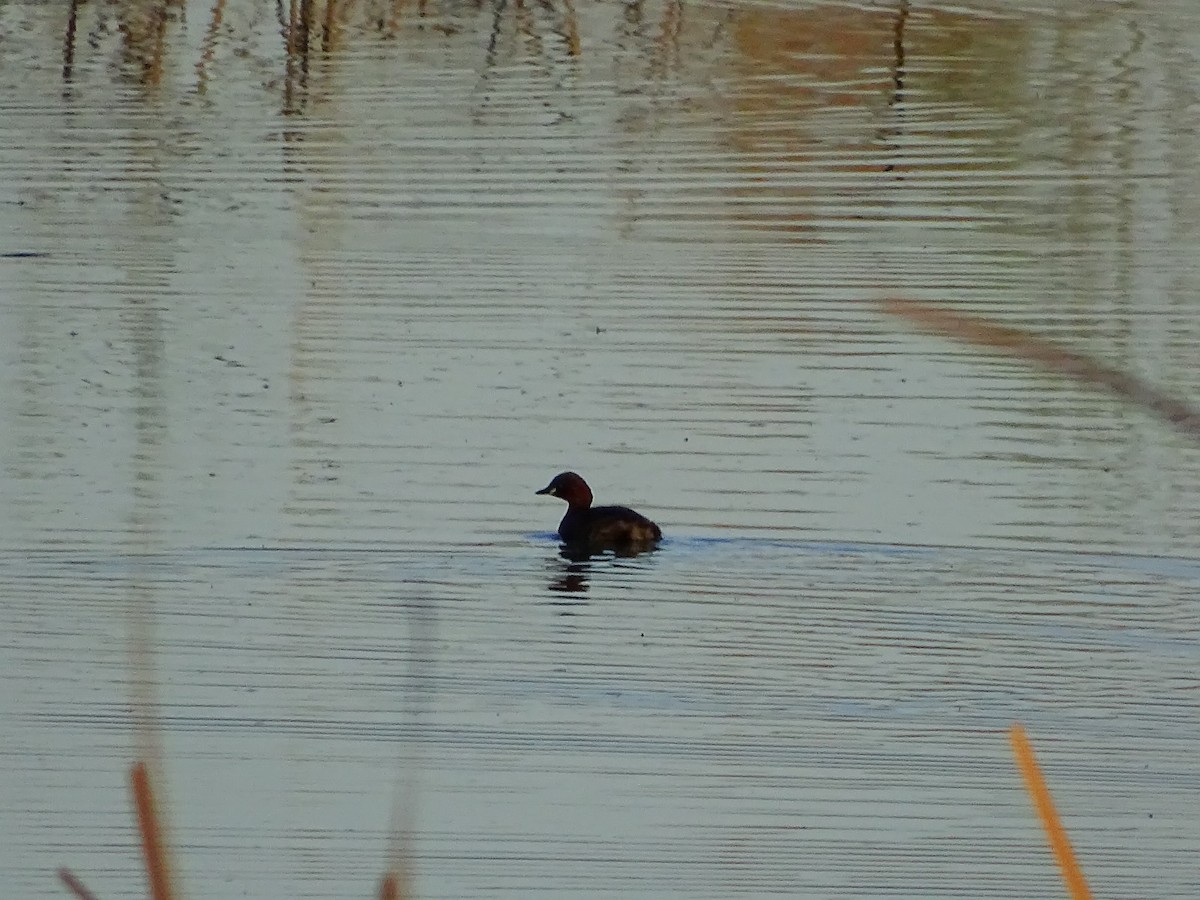 Little Grebe - ML616001093