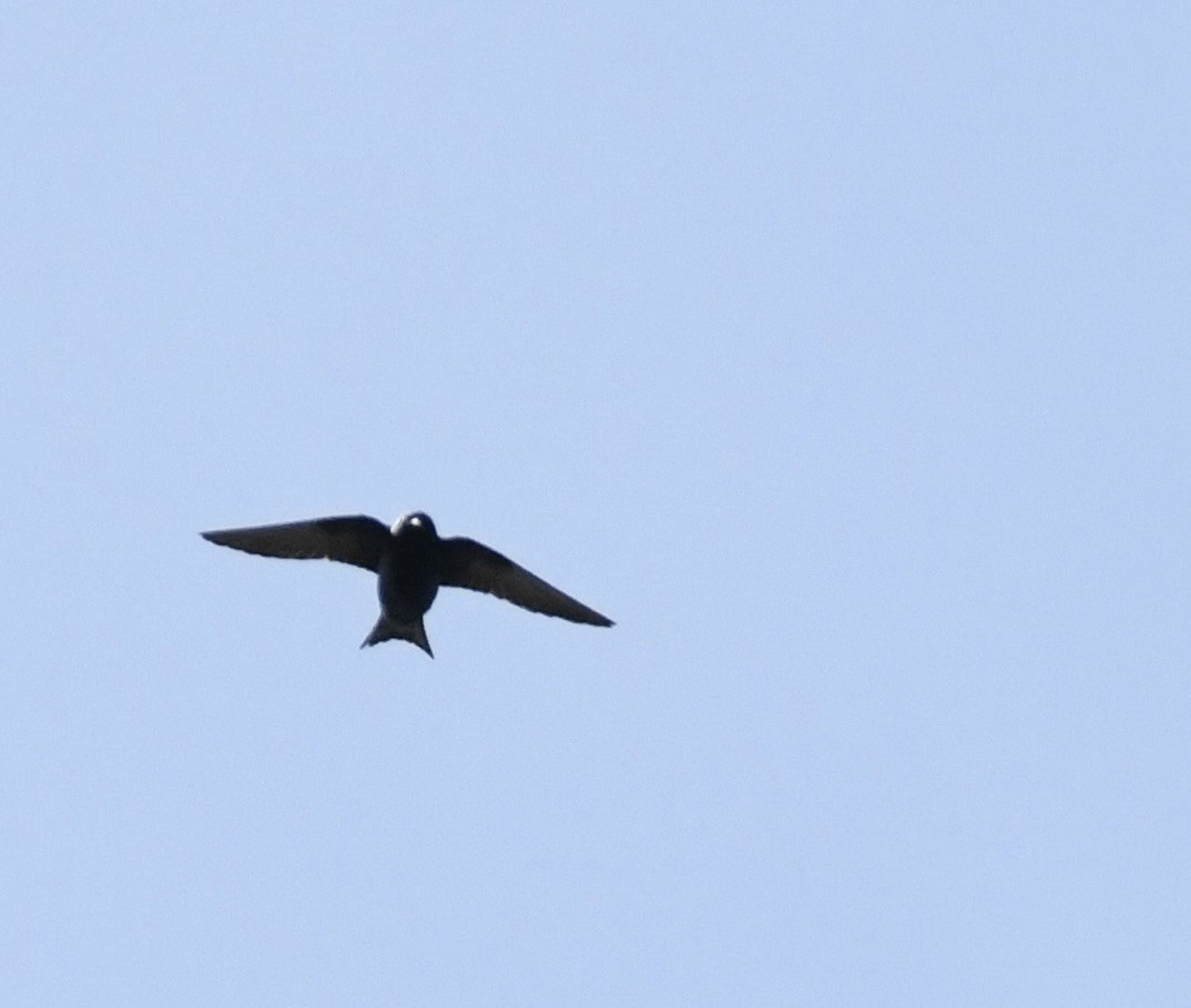 Golondrina Purpúrea - ML616001161