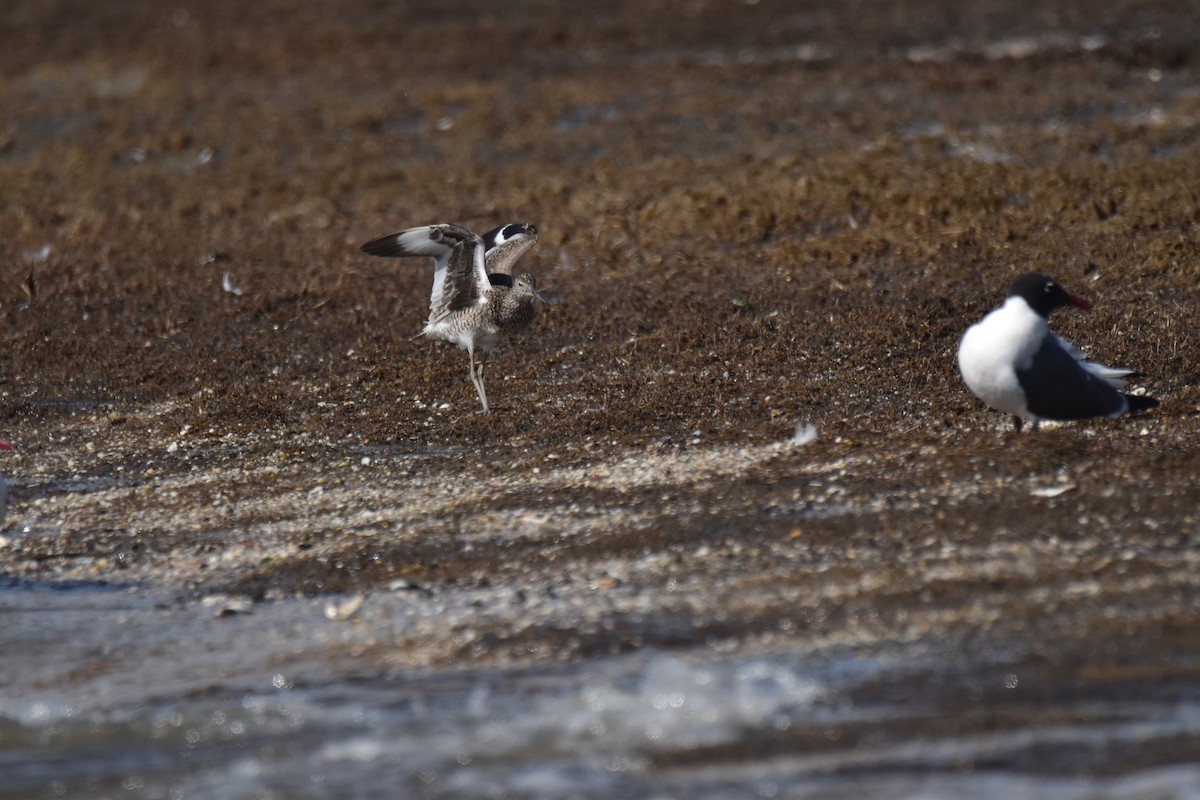 Willet - Rhiannon Thunell